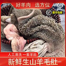 生羊肚 新鲜现杀羊毛肚 羊下水 羊杂 羊胃 山羊羊肚1500克包邮