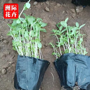 Thousand Flexure Cup Seedlings Aquatic Plants Wetland Landscape Greening Aquatic Plants Qingzhou Nursery Thousand Flexure Wholesale