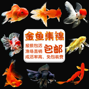 錦鯉魚圖片 海量高清錦鯉魚圖片大全 阿里巴巴 錦鯉魚圖片 海量高清錦鯉魚圖片大全 阿里巴巴