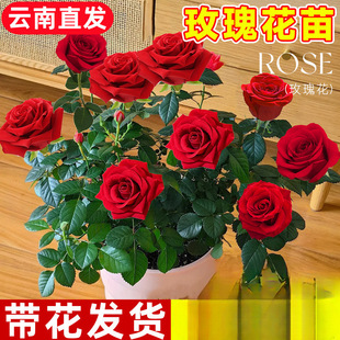 Rose Seedlings, Extra Large Flowers with Buds, Florals and Green Plants, Indoor and Outdoor Balcony Potted Roses, Blooming in All Seasons
