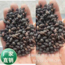 ���l���׻��N�Ӱ������򻨷N��ҹ�����̨ͥԺ���@�ļ��׻��ײ�