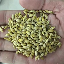 甜种子青稞荞麦燕麦黑小米谷子小麦大麦红高粱苦荞麦五谷杂粮水稻
