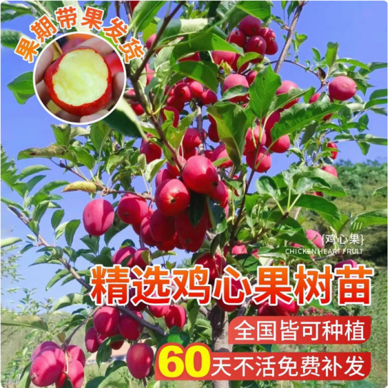 嫁接冰糖心苹果苗盆栽矮化苹果树苗室内北南方种植地栽当年结果树