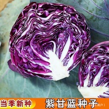 紫甘蓝种子紫色卷心菜庭院阳台蔬菜种子四季易种高产蔬菜籽