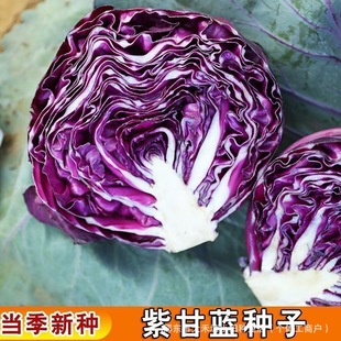 �ϸ��{�N����ɫ���Ĳ�ͥԺ�̨�߲˷N���ļ��׷N�߮a�߲���