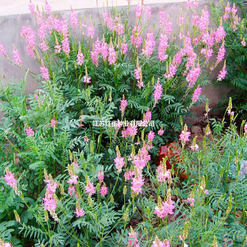 Кормовые СЕМЕНА красной фасоли семян травы также называют кормовой Королева осел фасоли Проращивание быстрое питание высокое качество фуража