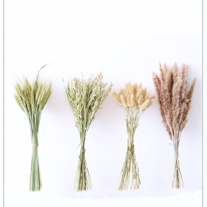 Dried wheat flowers