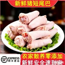 顺丰包邮新鲜猪尾巴猪尾巴块猪长尾巴短猪尾巴生猪尾整根冷冻食用