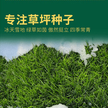 批发包衣草种草坪种子常青绿化高羊茅早熟禾狗牙根护坡草籽