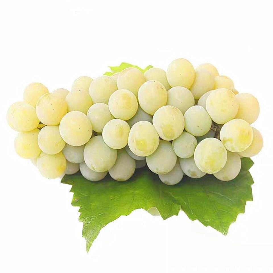 Shunfeng Cold Chain Xinjiang Turpan Thompson Seedless grape Season fresh Fruit 4 Mare&#39;s milk Grapes Qingti wholesale