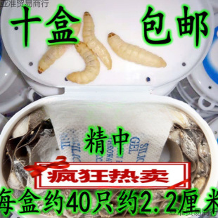 �������x�����x���x ���x �����x  �����B��ʳ�B��Ϟ�����x1