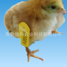 种鸡翅号雏鸡翅号适用于雏鸡雏鸭育种实验激光编码出壳小鸡编码号