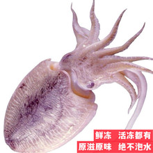 单冻墨鱼/花枝/乌贼干冻没泡水鲜冻活冻都有产自福建东山岛野生