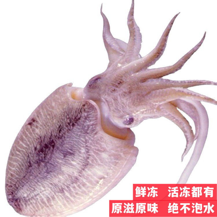 单冻墨鱼/花枝/乌贼干冻没泡水鲜冻活冻都有产自福建东山岛野生