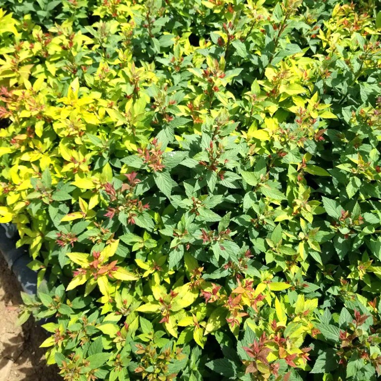 产地批发绿化 金山绣线菊 金焰綉线菊 青叶绣线菊 齐全 花卉植物
