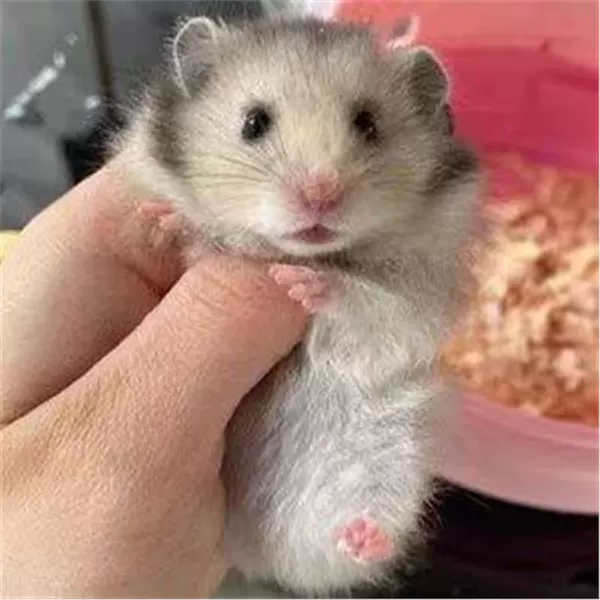 One short-haired mixed silver bear (remarks for male and female)