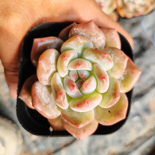 �ȉ�¶����ֲ����������������B��B��Ӱϵ ���⻨��