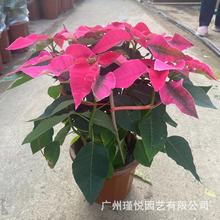 �������lһƷ�t�滨ͥԺ�G���쾰���Rֲ�﹤�̾G����ľ�}�Q�t����