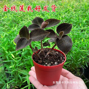 �����Ͼ�Ʒ�N ��ɏ�N�� �M����ƿ�� �tϼ ���ԾGֲ�S��ֱ�����]