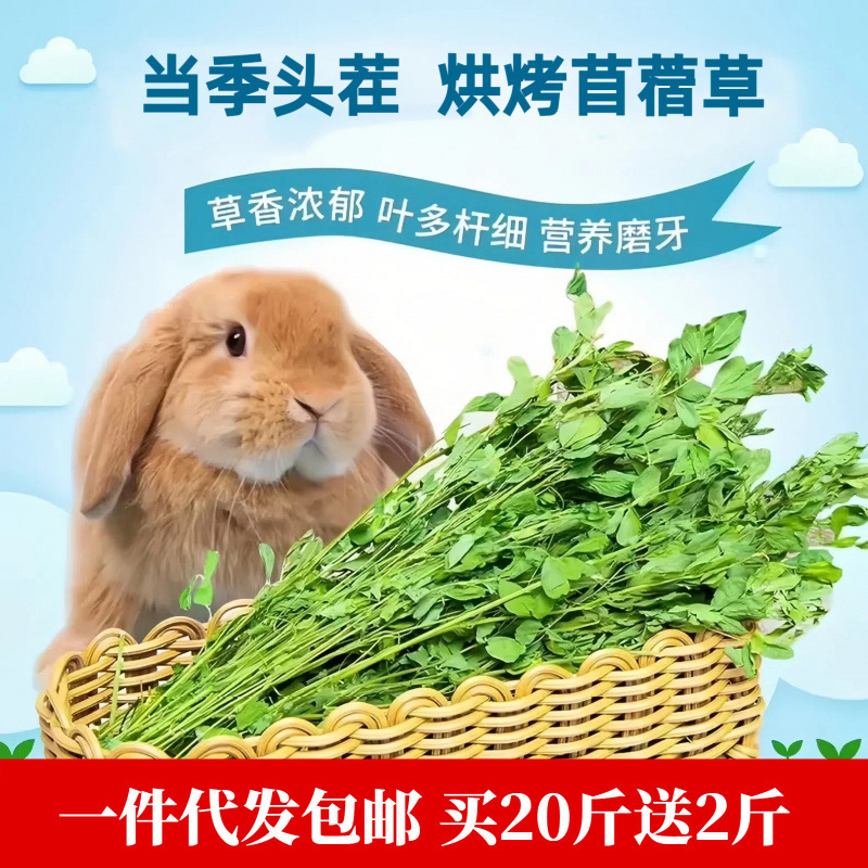 Dropshipping 2026 Dried Alfalfa Hay for Rabbits, Chinchillas, Guinea Pigs, and Baby Rabbits Dropshipping 2026 Dried Alfalfa Hay for Rabbits, Chinchillas, Guinea Pigs, and Baby Rabbits