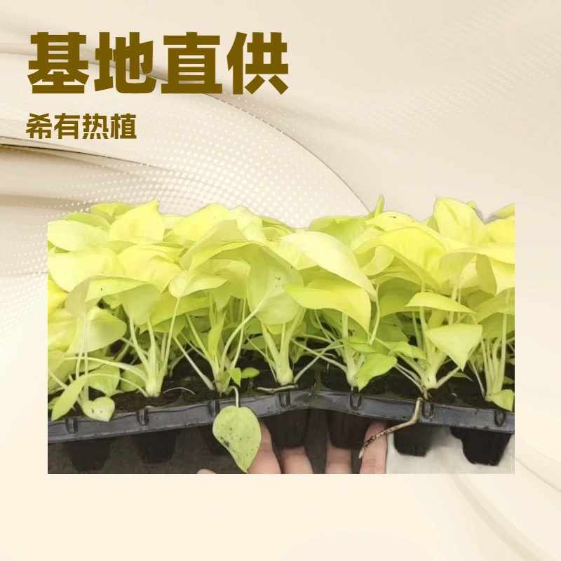 Оптовая продажа популярных интернет-знаменитостей — золотых весенних папоротников напрямую от производителя, подходящих для веселого офисного и домашнего садоводства, зеленых растений и рассады цветов.