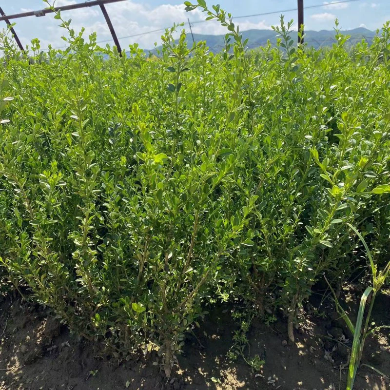 Саженцы самшита, мелколистный самшит, кластерные саженцы корейской самшитовой изгороди, различные спецификации, северо-восточные морозостойкие саженцы самшита