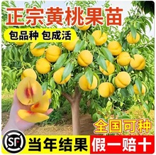 正宗黄桃果树果苗嫁接苗冬桃油桃树果苗种植南北方庭院当年结果