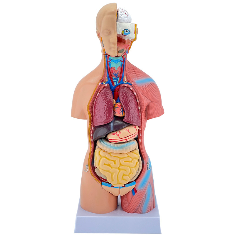 45cm género tronco desmontable 23 unidades Anatomía Humana modelo órgano Sistema Estructura diagrama desmontable enseñanza médica