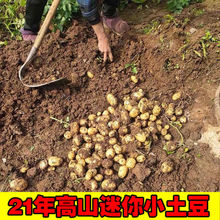 湖北現挖小土豆新鮮黃心土豆迷你土豆批發種子蔬菜非恩施/斤塊莖