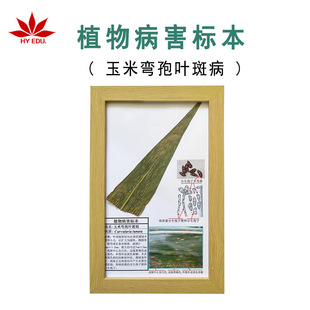Red Leaf Teaching Instrument Plant Pest and Disease Specimen Corn Anthracnose Specimen