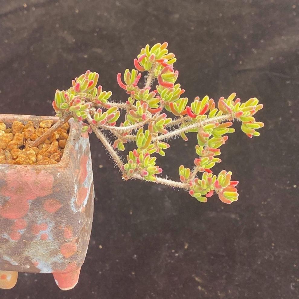 ed9bbefd-b2aa-40a8-b1e2-870b1354f6f6.jpe