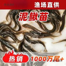 泥鳅苗台湾泥鳅养殖鱼苗本地泥鳅筏钓金鳅淡水包邮大种泥鳅麦太保