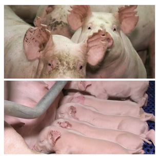 �i�ö�ȱ�Q�����Q��U�Ͷ����Q��V��ӛ̖����Q�A�׼����Q�F����е