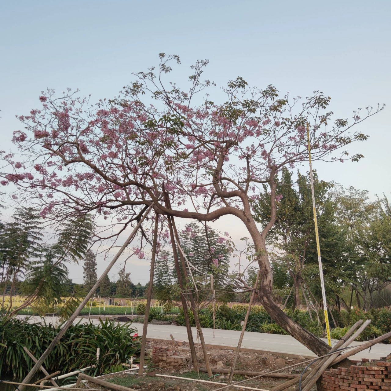 2201 поставка косой плавающий фиолетовый цветок Suzuki грудной диаметр 25 см большое дерево изогнутая гортензия вишневый цвет Suzuki