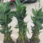 再力花花苗水生植物河道净化水质室外池塘绿化人工湿地挺水植物