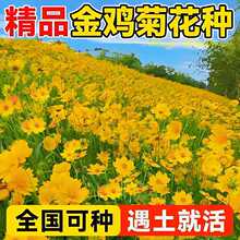 金鸡菊花种子金钱菊打造美丽乡村景观花海阳台盆栽四季种花卉种籽