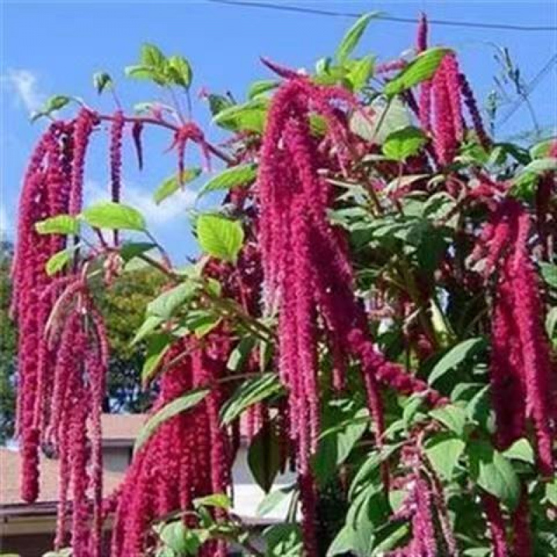 Semillas de flores, semillas de flores.