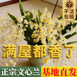 ���������m���Ԏ������m�����������ˮ�����҃�ֲ���ﶬˮ����B