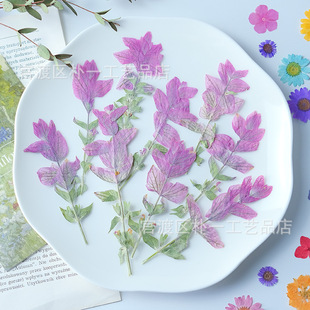 Sage with Branches Embossed Dried Flower Baffled Flower Plant Specimen Photo Frame Decorative Painting Handmade Material Bookmark Aromatherapy