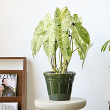 ���_�R�G׃�մɻ���ߙn�Ҿ��p�ݿ͏d�Gֲ����20cm���бPֲ��Gɫ