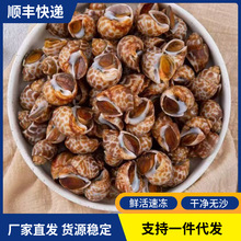 新鲜速冻花螺鲜活冷冻东风螺海螺翡翠螺捞汁花螺原料海鲜水产批发