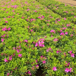 ���N��С��ë���N�ڻ�Ʒ�NͥԺ�G�h����ֲ��Gֲ�ļ��L��