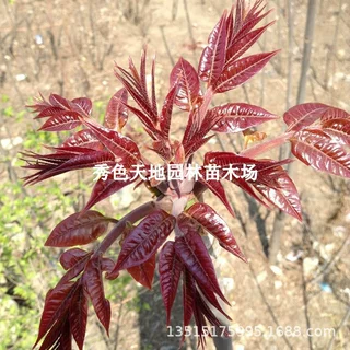 红油香椿苗 果树苗椿树苗 盆栽食用香椿树苗南方北方种植树苗香椿