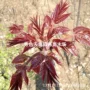 北方南方种植食用香椿苗