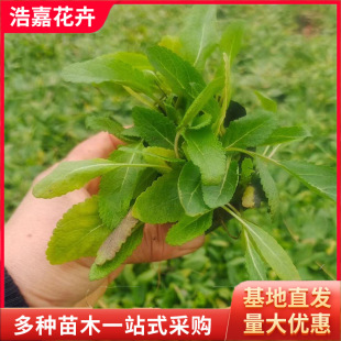 Ground Cover Sage Flower Sea Greening Garden Project Park Lawn Qingzhou Flower Base Straight Hair Sage