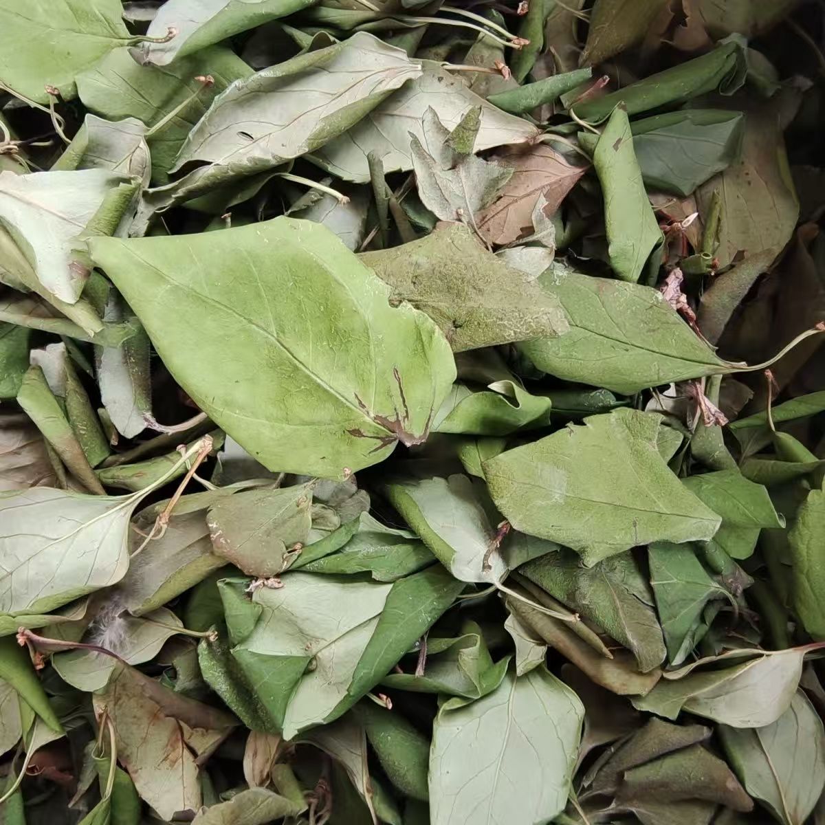 Dried Forsythia Leaf Tea Lian Qiao Ye 500g Sun Dried Herbal Tea Leaf from Shanxi key features