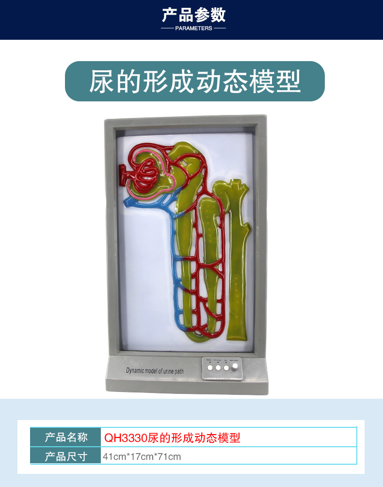 QH3330尿的形成动态模型_04.jpg