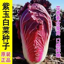 营养紫白菜种子里外紫色大白菜四季播种庭院田地农科院有机蔬菜籽