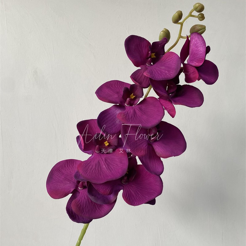 울 phalaenopsis 깊은 보라색