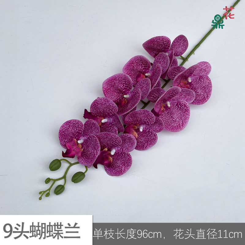 9 phalaenopsis GFG #54 흰색 패턴 핑크 보라색